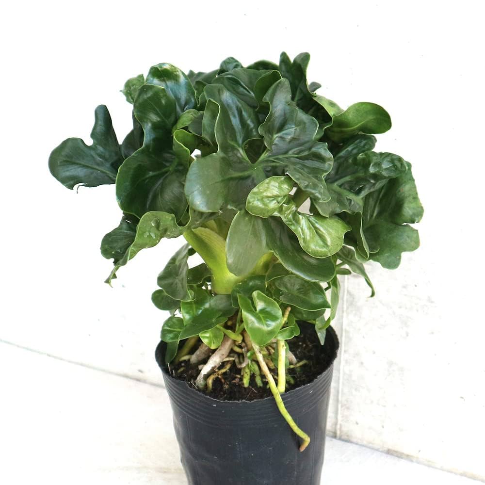 セローム 鉢付き 大型 観葉植物 観葉植物 フィロデンドロン 8号 セローム ヒトデカズラ 根あがり
